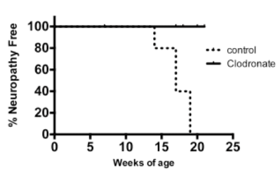 Figure 4. Clodronate liposome treatment improves neuropathy-free survival.